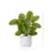 12" Artificial Calathea Plant with Decorative Planter
